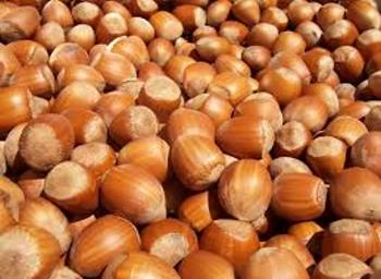 Hazelnuts Nuts wholesaler, saleit.eu